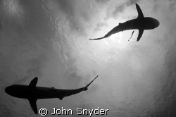 Shark Silhouette B/W for effect. Nikon D70 - Truk Lagoon by John Snyder 